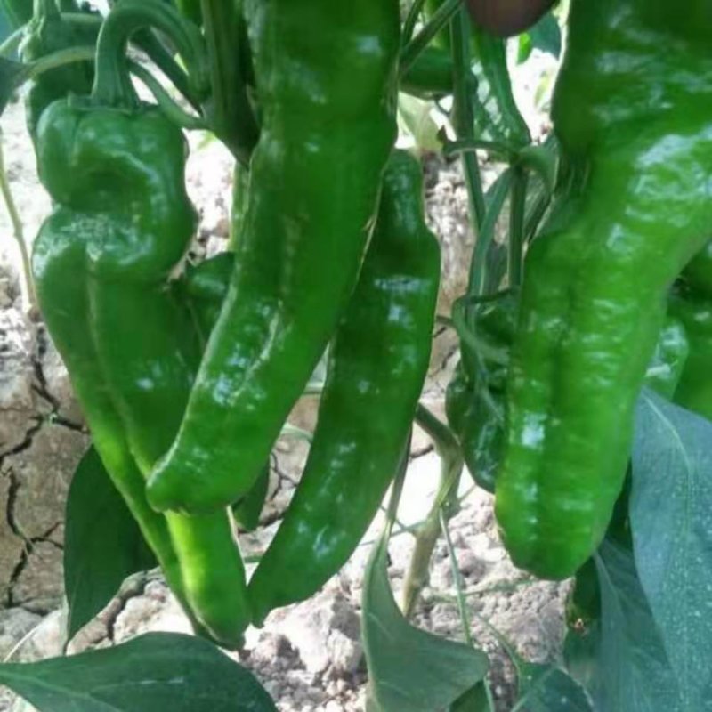 夏邑301辣椒️线椒️螺丝椒️苏椒️湘辛规格齐全发货快