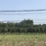 桂花树10公分左右