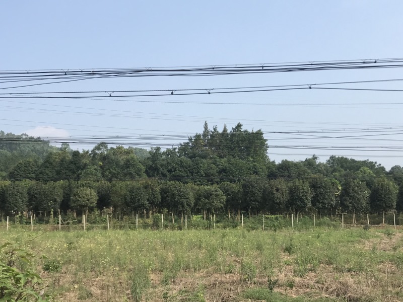 桂花树10公分左右