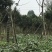 桂花树10公分左右
