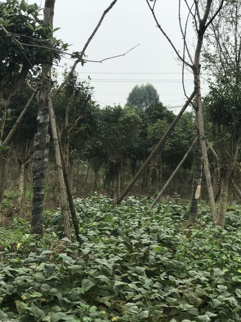 桂花树10公分左右