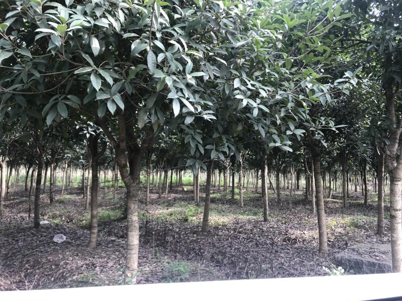 桂花树10公分左右