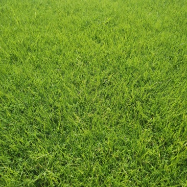 河南新乡市草坪基地直发，百慕大，早熟禾，果岭草，剪股颖