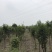 桂花树10公分左右