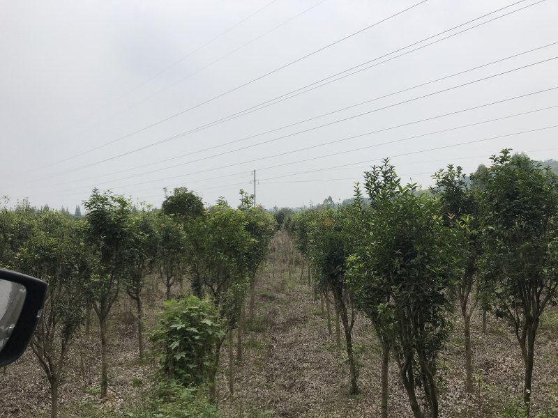 桂花树10公分左右