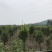 桂花树10公分左右