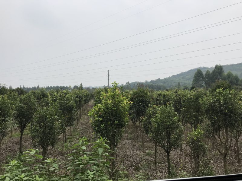 桂花树10公分左右