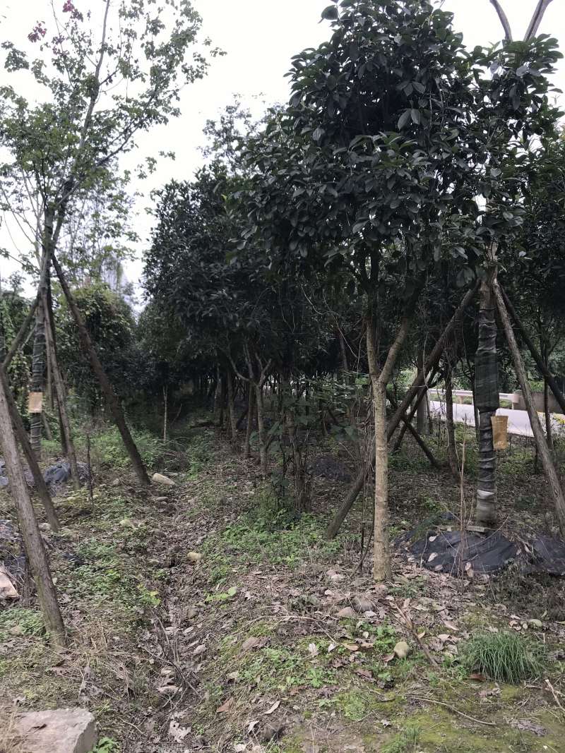 桂花树10公分左右