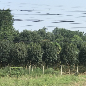 桂花树10公分左右