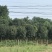 桂花树10公分左右