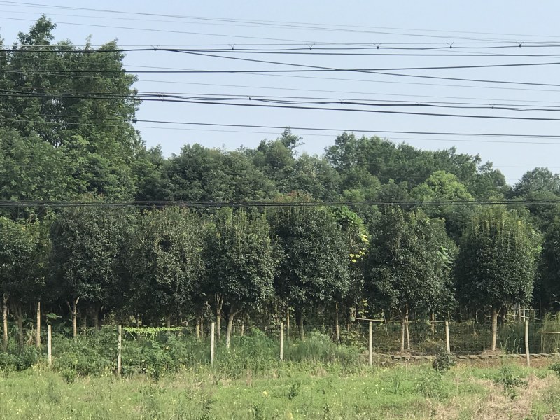 桂花树10公分左右