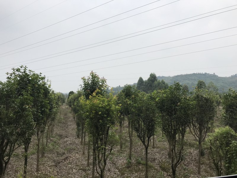 桂花树10公分左右