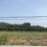 桂花树10公分左右