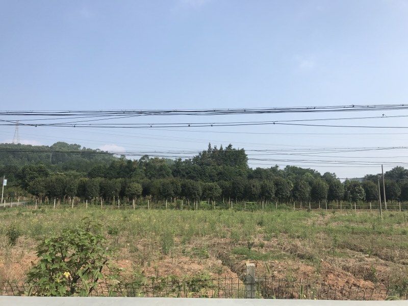 桂花树10公分左右