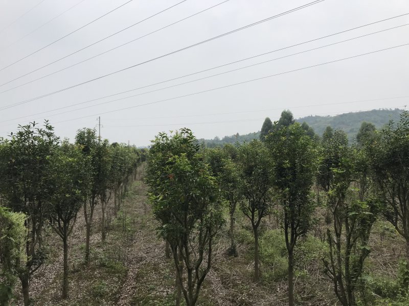桂花树10公分左右