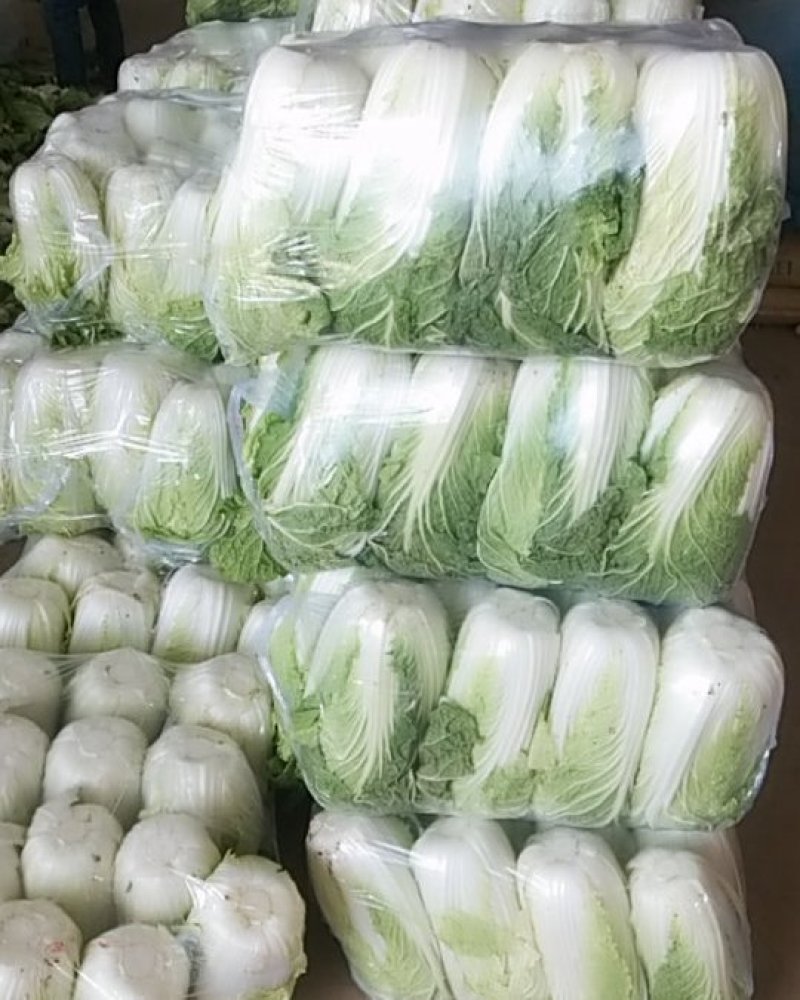 精品白菜