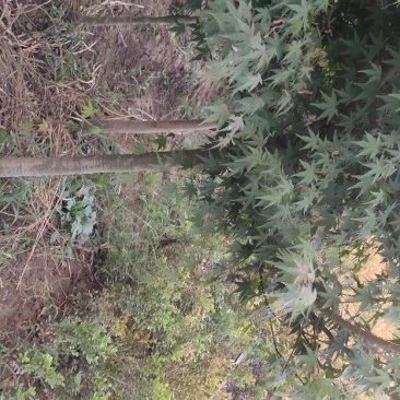 本地鸡爪槭树苗大小规格全支持现场看货装车付款