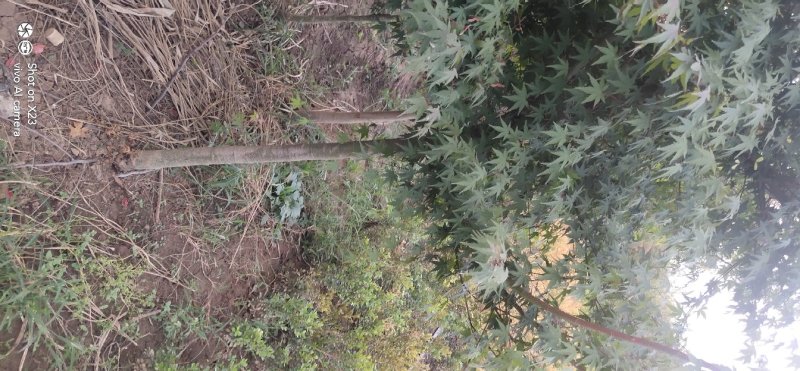 本地鸡爪槭树苗大小规格全支持现场看货装车付款