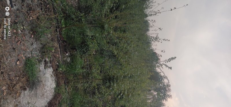 本地鸡爪槭树苗大小规格全支持现场看货装车付款