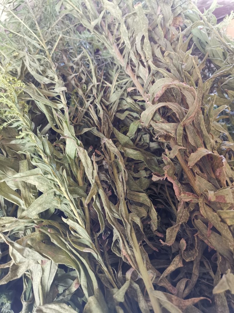 一枝黄花