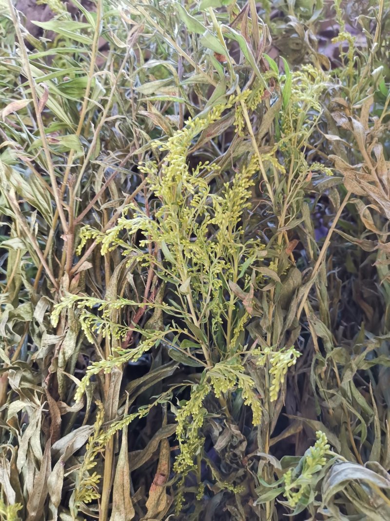 一枝黄花