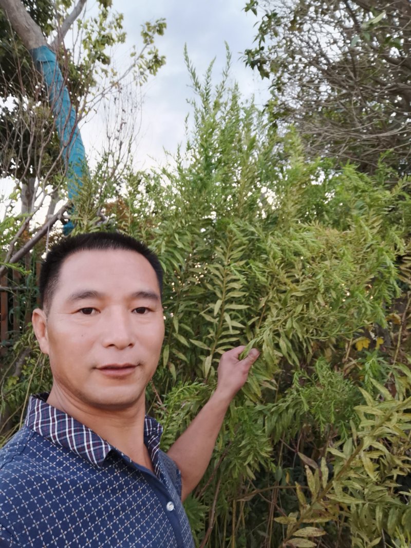 一枝黄花