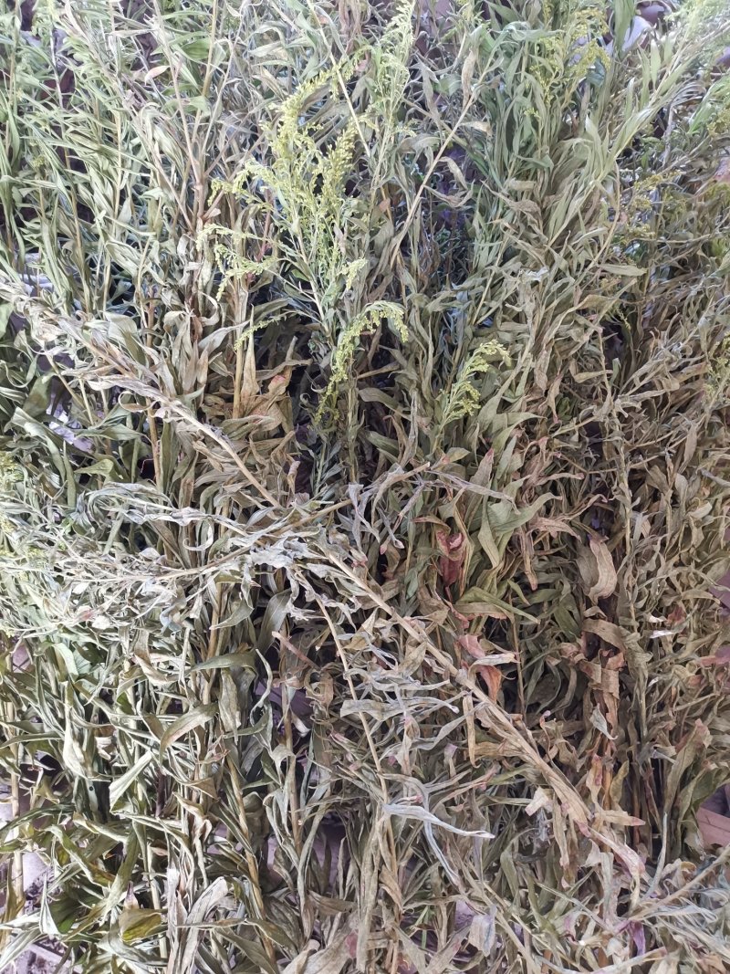 一枝黄花