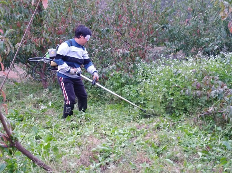 :紫金李糖脆李空心李
