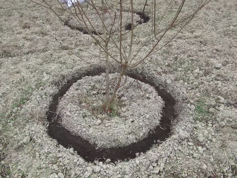 :紫金李糖脆李空心李