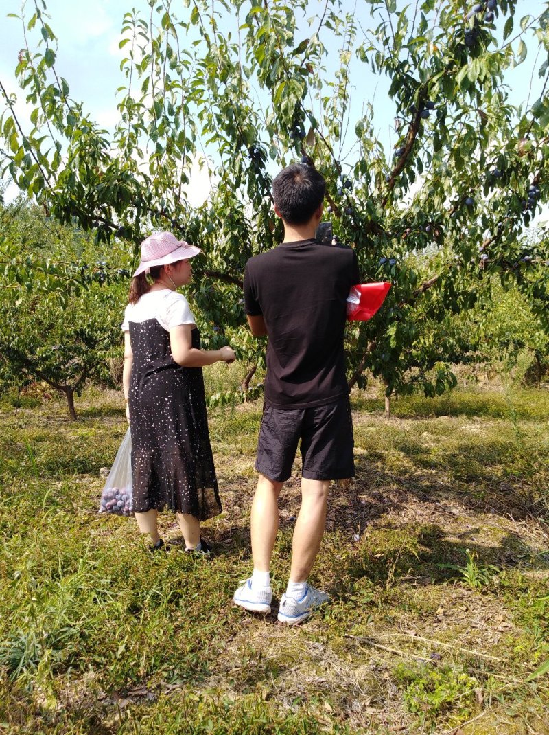 :紫金李糖脆李空心李