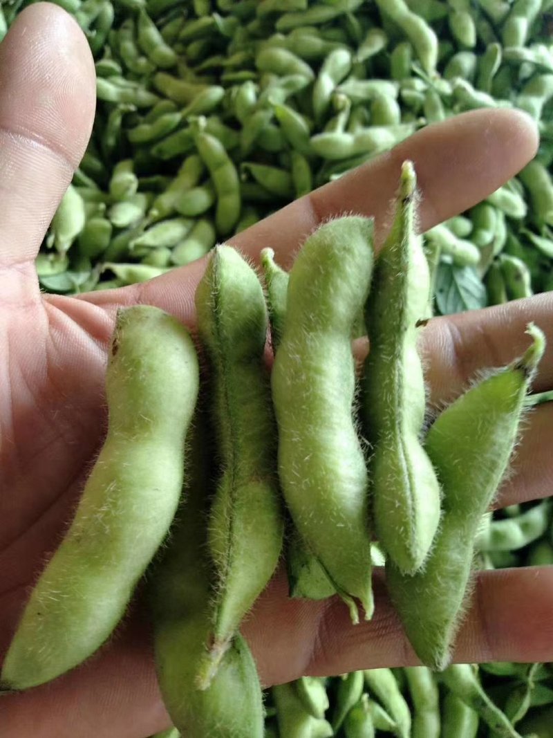 本地毛豆翠绿宝毛豆大量上市产地直发一手货源，可视屏看货