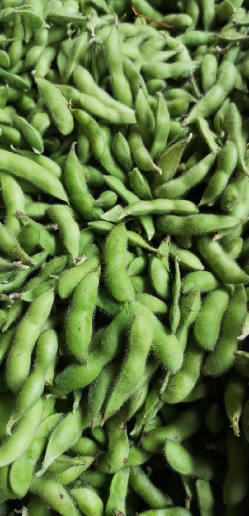 本地毛豆翠绿宝毛豆大量上市产地直发一手货源，可视屏看货