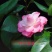 原生苗珍珠娃娃茶花盆栽树苗室内外四季花卉鲜花绿植当年开花