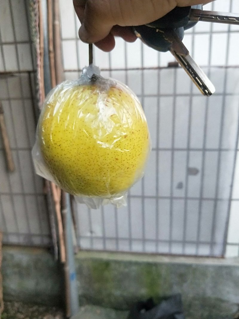 雪花梨