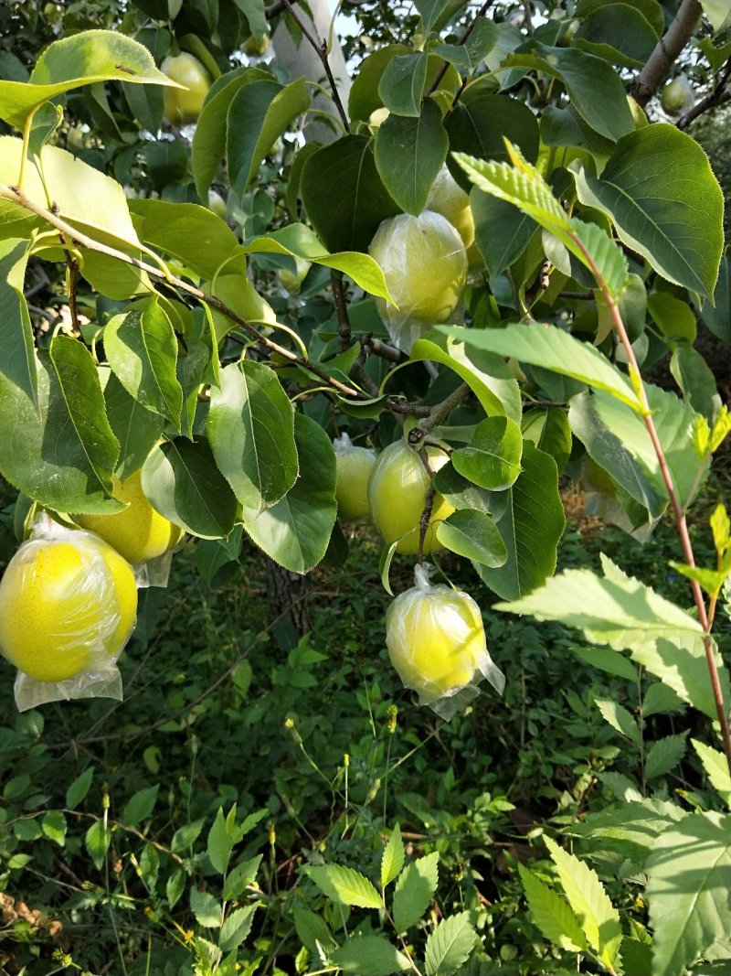 雪花梨