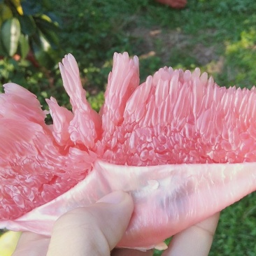 现摘现发梅州红肉蜜柚三红蜜柚酸甜可口，精选大果