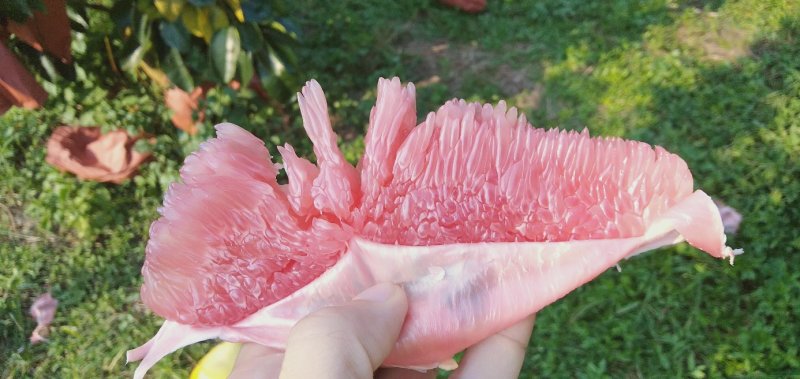 现摘现发梅州红肉蜜柚三红蜜柚酸甜可口，精选大果
