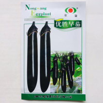 优胜早茄茄子种子黑紫色茄子墨茄种子丰产抗病早熟茄子种