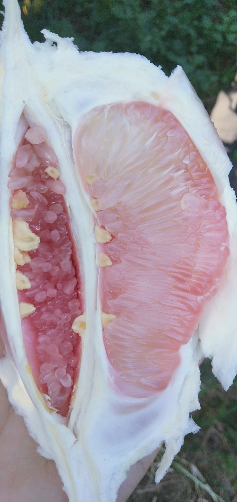 现摘现发梅州红肉蜜柚三红蜜柚酸甜可口，精选大果