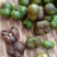 普洱茶叶籽茶叶籽仁育苗播种榨油高茶多酚高产量