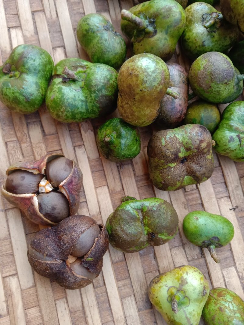 普洱茶叶籽茶叶籽仁育苗播种榨油高茶多酚高产量