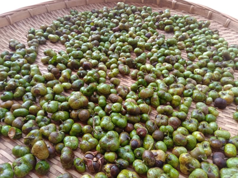 普洱茶叶籽茶叶籽仁育苗播种榨油高茶多酚高产量