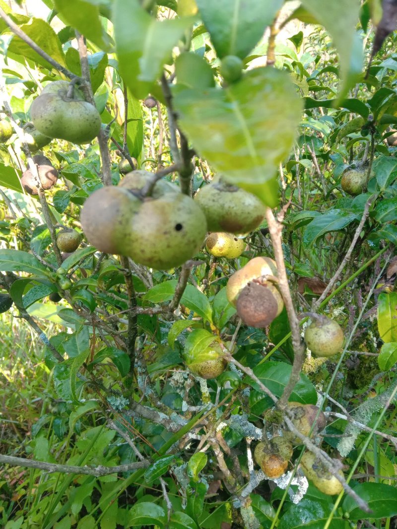 普洱茶叶籽茶叶籽仁育苗播种榨油高茶多酚高产量