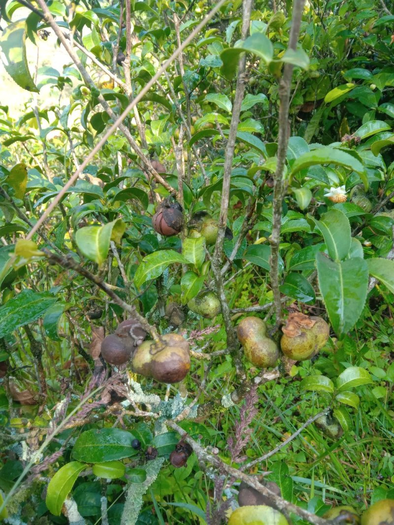 普洱茶叶籽茶叶籽仁育苗播种榨油高茶多酚高产量