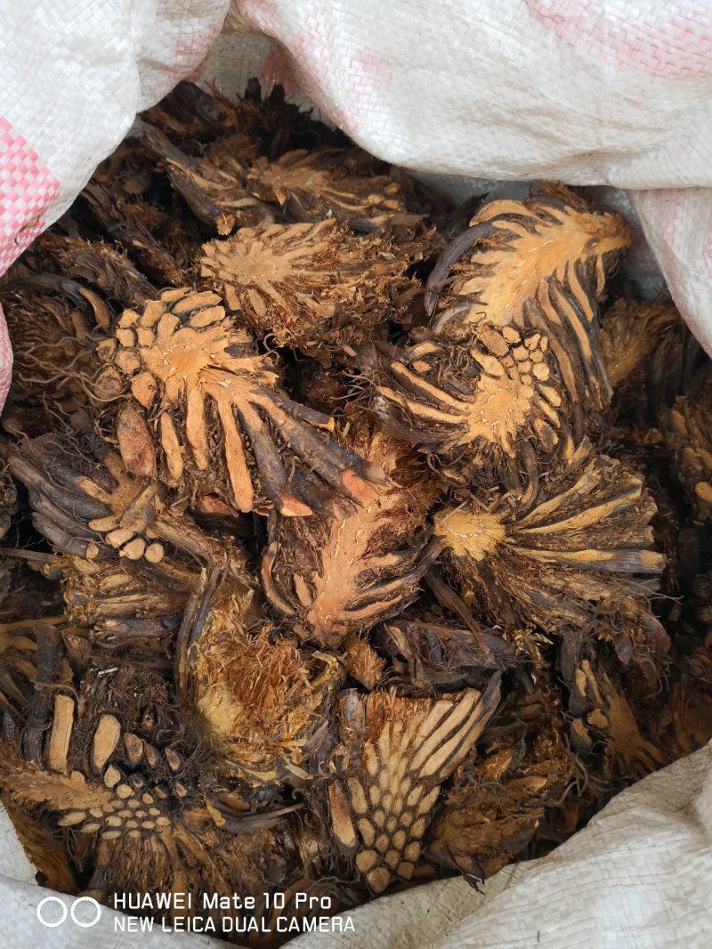 绵马贯众东北干货无硫熏天然晒干量大从优