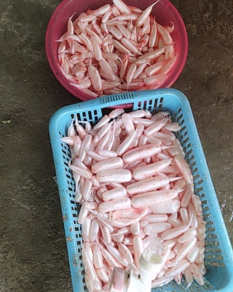 大翘嘴鱼泡都是每天用新鲜大鱼杀出来的新鲜鱼泡。