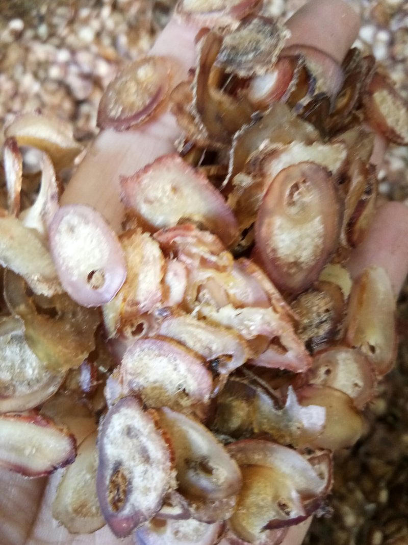 牛鞭片无硫干品煲汤男性滋补泡酒料一斤起包邮