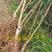 脆红李子苗嫁接果树苗50~100cm结果多品种正