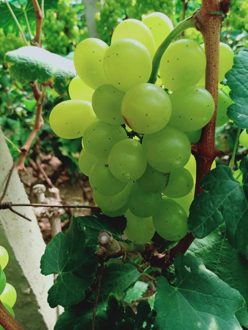 维多利亚早熟葡萄，现已开售。