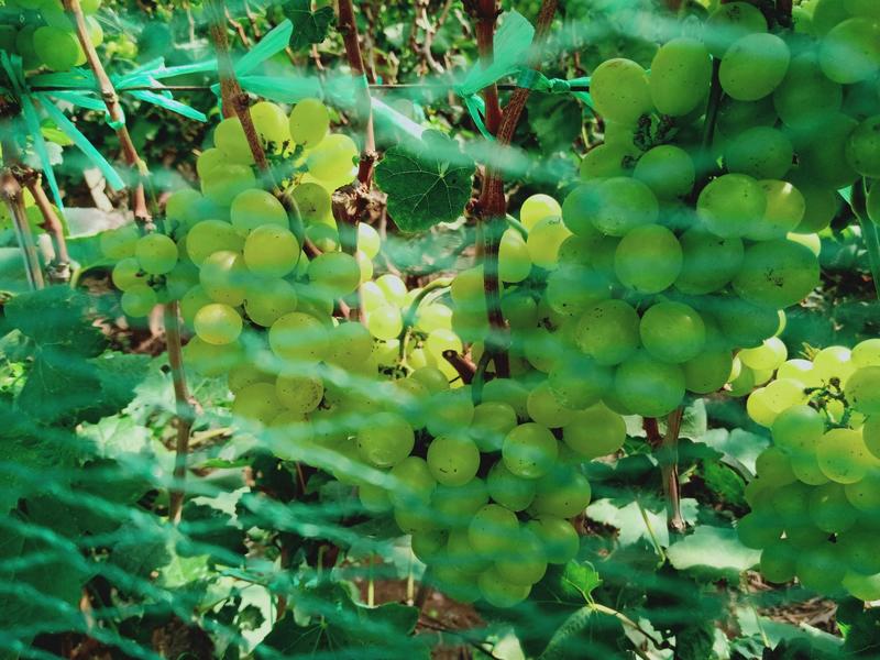 维多利亚早熟葡萄，现已开售。